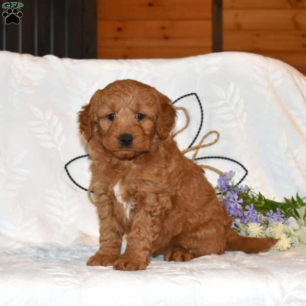 Trooper, Mini Goldendoodle Puppy