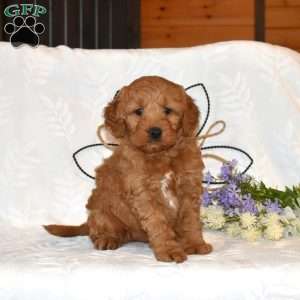 Trooper, Mini Goldendoodle Puppy