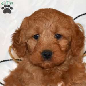 Trooper, Mini Goldendoodle Puppy
