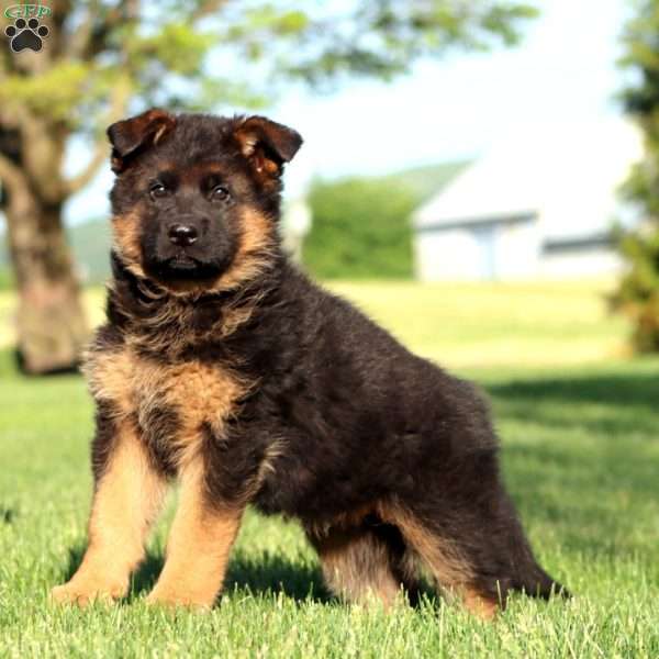 Trooper, German Shepherd Puppy