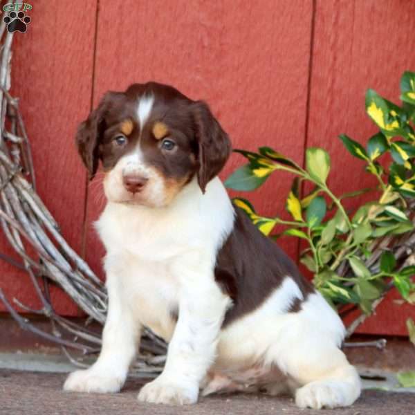 Trooper, English Springer Spaniel Puppy