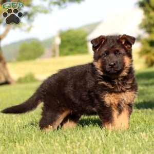 Trooper, German Shepherd Puppy