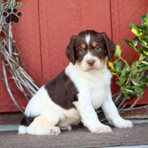 Trooper, English Springer Spaniel Puppy