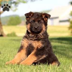 Trooper, German Shepherd Puppy