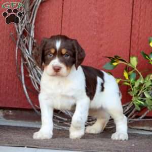 Trooper, English Springer Spaniel Puppy