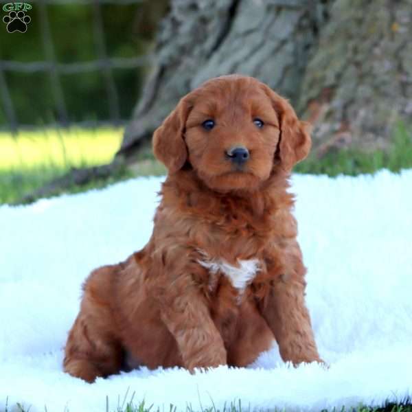 Troy, Mini Goldendoodle Puppy