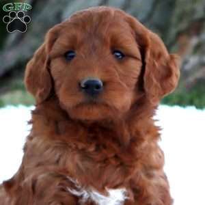 Troy, Mini Goldendoodle Puppy
