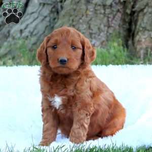 Troy, Mini Goldendoodle Puppy