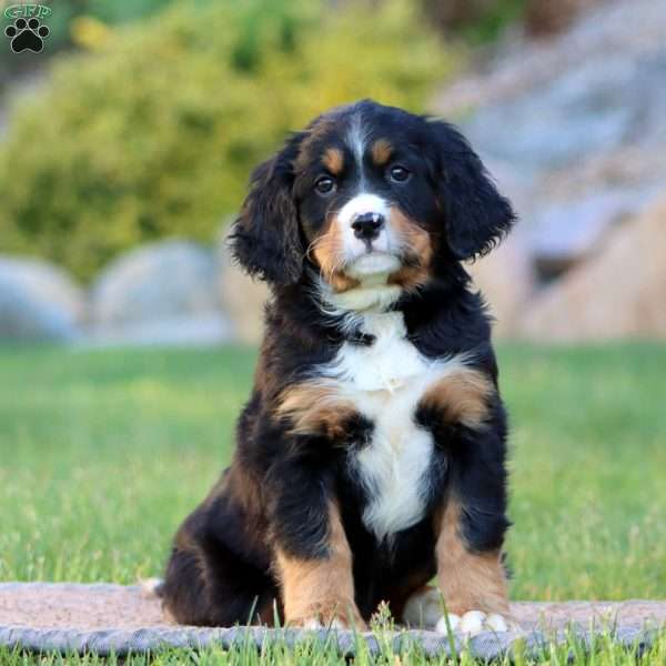 Truly, Miniature Bernese Mountain Dog Puppy