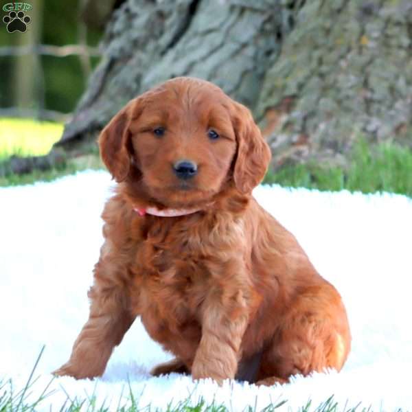 Truly, Mini Goldendoodle Puppy