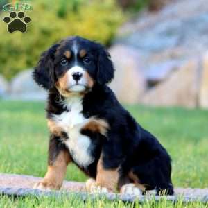 Truly, Miniature Bernese Mountain Dog Puppy