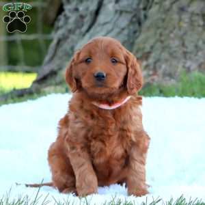 Truly, Mini Goldendoodle Puppy