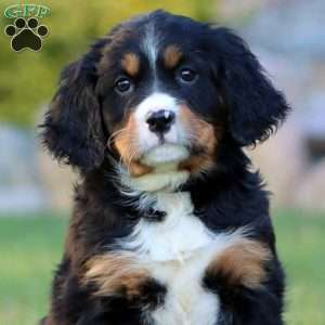 Truly, Miniature Bernese Mountain Dog Puppy