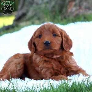 Truly, Mini Goldendoodle Puppy