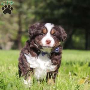 Tucker, Australian Shepherd Puppy