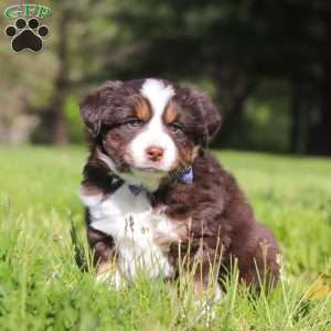 Tucker, Australian Shepherd Puppy