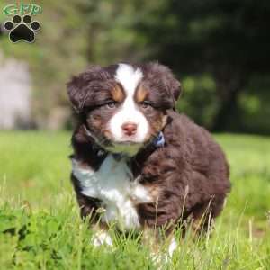 Tucker, Australian Shepherd Puppy