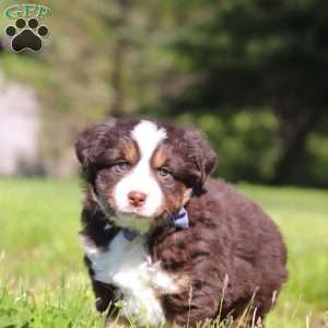 Tucker, Australian Shepherd Puppy