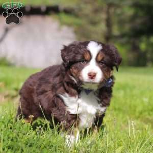 Tucker, Australian Shepherd Puppy