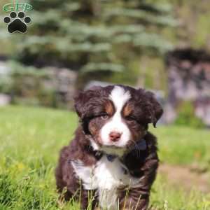 Tucker, Australian Shepherd Puppy