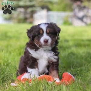 Tucker, Australian Shepherd Puppy