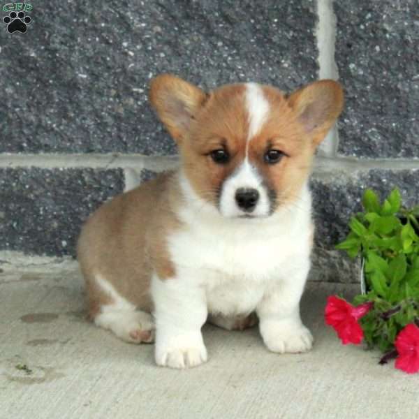 Tucker, Pembroke Welsh Corgi Puppy