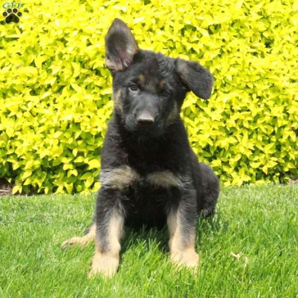 Tucker, German Shepherd Puppy