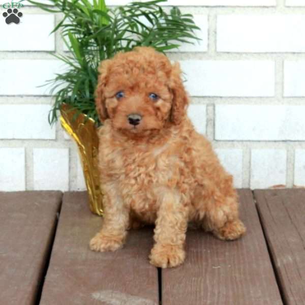 Tucker, Cavapoo Puppy