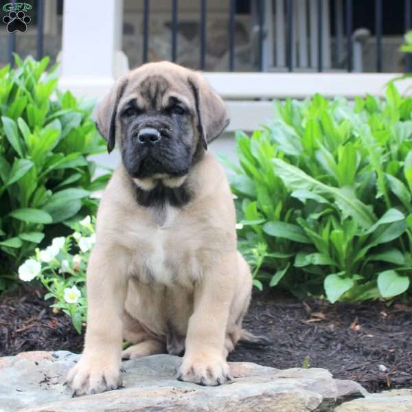 Tucker, English Mastiff Puppy