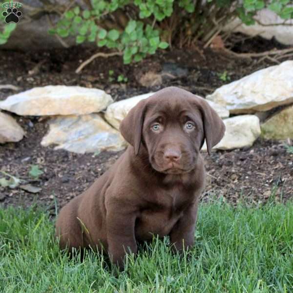 Tucker, Chocolate Labrador Retriever Puppy