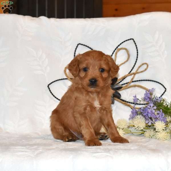 Tucker, Mini Goldendoodle Puppy