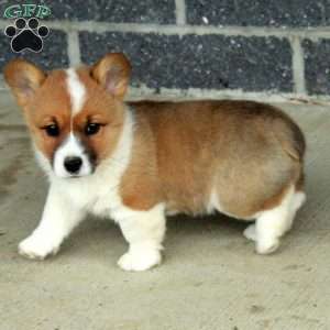 Tucker, Pembroke Welsh Corgi Puppy