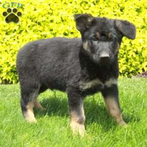 Tucker, German Shepherd Puppy