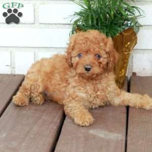 Tucker, Cavapoo Puppy