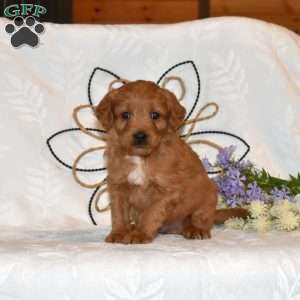 Tucker, Mini Goldendoodle Puppy
