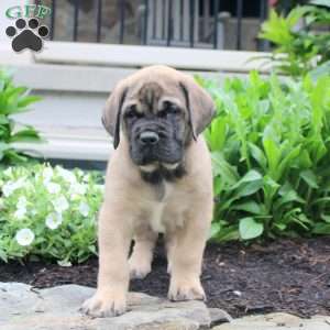 Tucker, English Mastiff Puppy