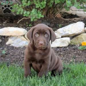 Tucker, Chocolate Labrador Retriever Puppy