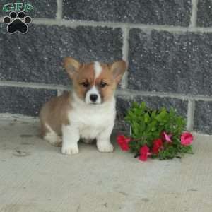 Tucker, Pembroke Welsh Corgi Puppy