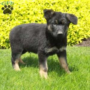 Tucker, German Shepherd Puppy