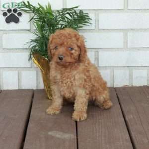 Tucker, Cavapoo Puppy