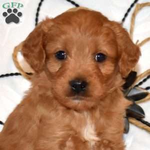 Tucker, Mini Goldendoodle Puppy