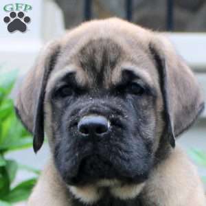 Tucker, English Mastiff Puppy