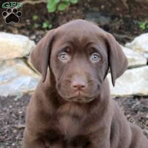 Tucker, Chocolate Labrador Retriever Puppy