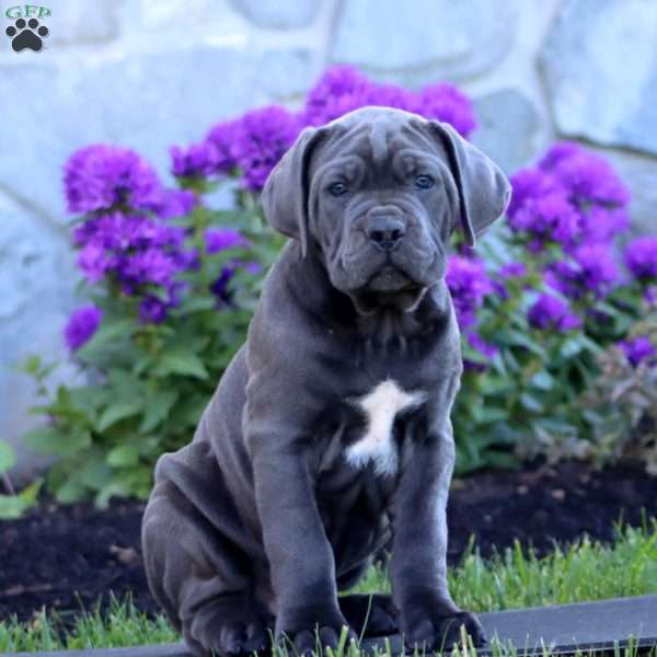 Tucker, Cane Corso Puppy