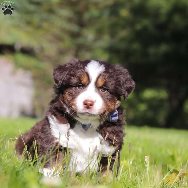 Tucker, Australian Shepherd Puppy