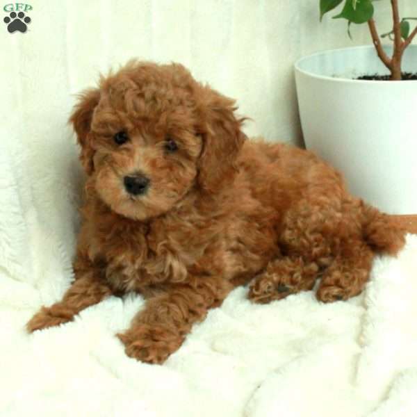 Tuffy, Mini Goldendoodle Puppy