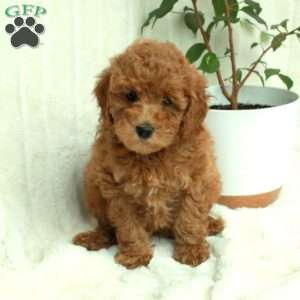 Tuffy, Mini Goldendoodle Puppy