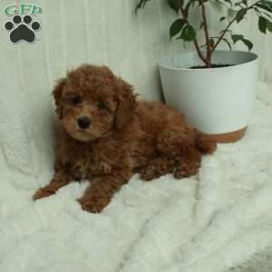 Tuffy, Mini Goldendoodle Puppy
