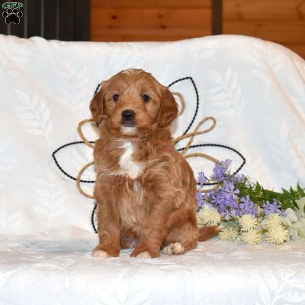 Tulip, Mini Goldendoodle Puppy
