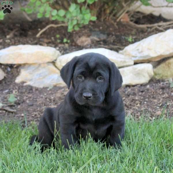 Tulip, Black Labrador Retriever Puppy